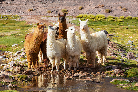 阿根廷的骆驼背景图片
