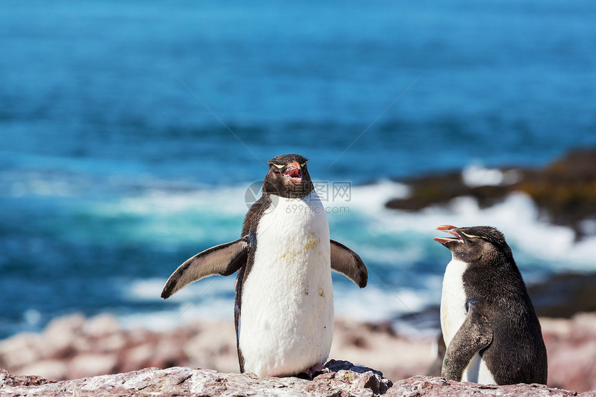 阿根廷的石蝉企鹅图片