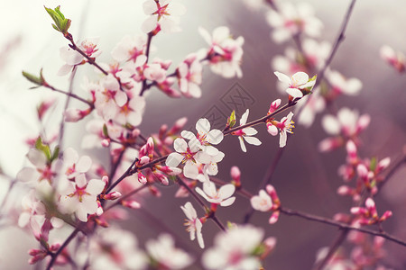 盛开的樱桃背景图片