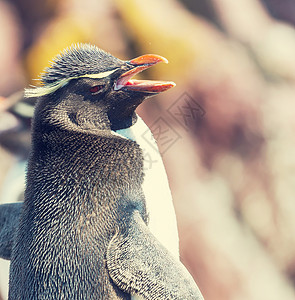 灰色企鹅阿根廷的石蝉企鹅背景