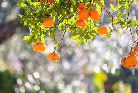 市场上的橘子背景图片