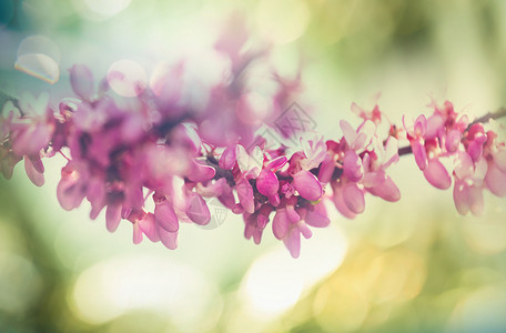 红芽树粉红色的花,春天的背景高清图片