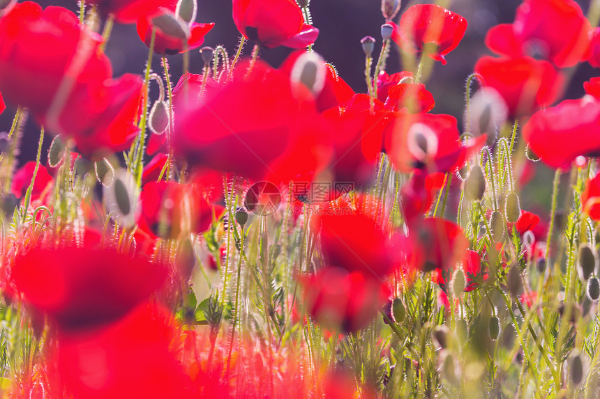 植poppy的名词复数图片