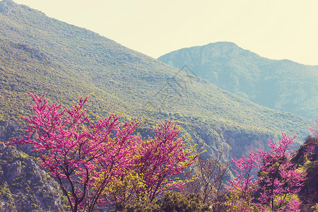 红芽树粉红色的花,春天的背景图片