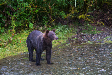 森林里的黑熊可爱的高清图片素材