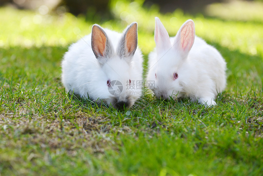两只趣的白兔草地上图片