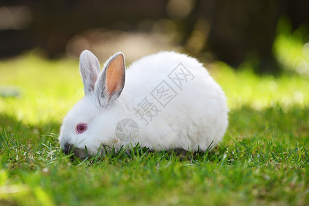 趣的白兔草地上背景图片