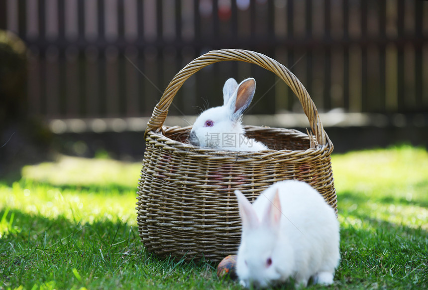 草地上篮子里的白兔图片