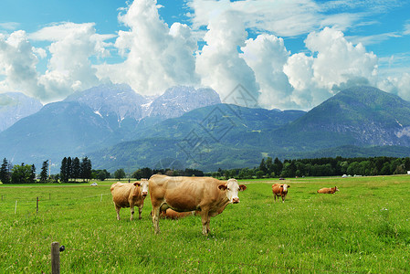 山坡上放牧的牛群背景图片