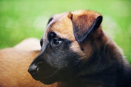 轻的小狗,比利时牧羊犬,伊利诺伊州高清图片