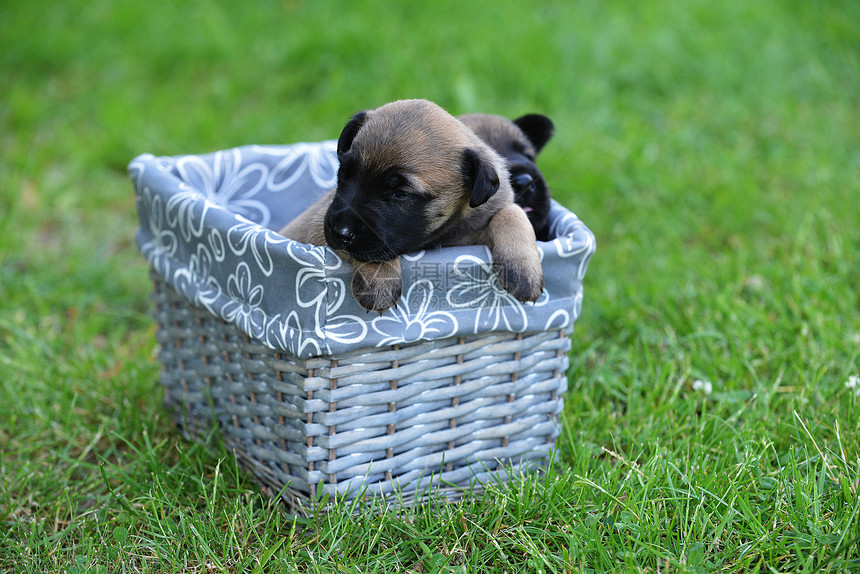 轻的小狗比利时牧羊犬伊利诺斯盒子里图片