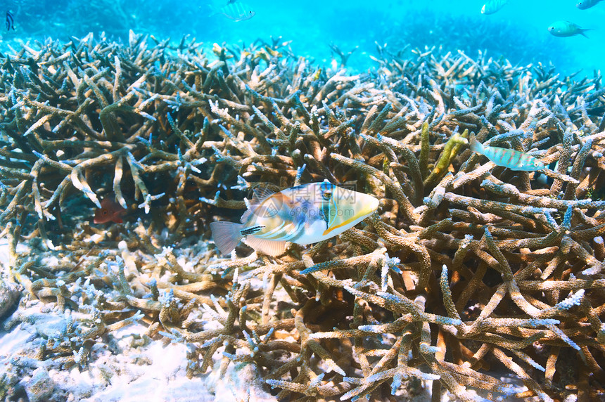 马尔代夫南阿里环礁的珊瑚礁图片