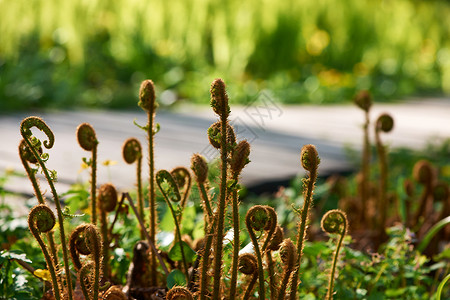 背阳光的轻蕨类植物图片