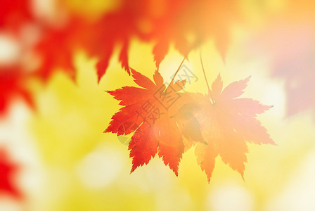 秋天的枫叶阳光下图片