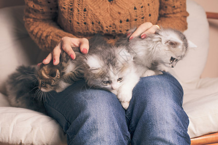 四只小猫女孩的膝盖上靠近图片