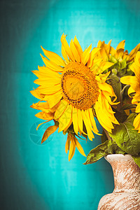 花瓶中向日葵向日葵蓝色木制背景的花瓶里向日葵还活着背景