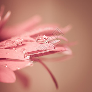 粉红色花瓣雨水滴粉红色的花上,很近背景