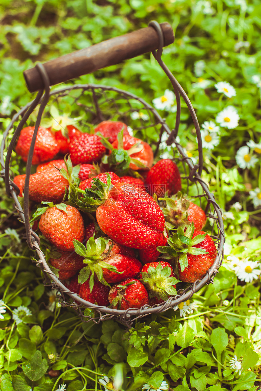 草坪上篮子里的新鲜农场新鲜草莓图片
