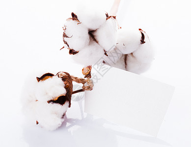 棉花与标签天然机纺品紧密结合棉花机纺品背景图片