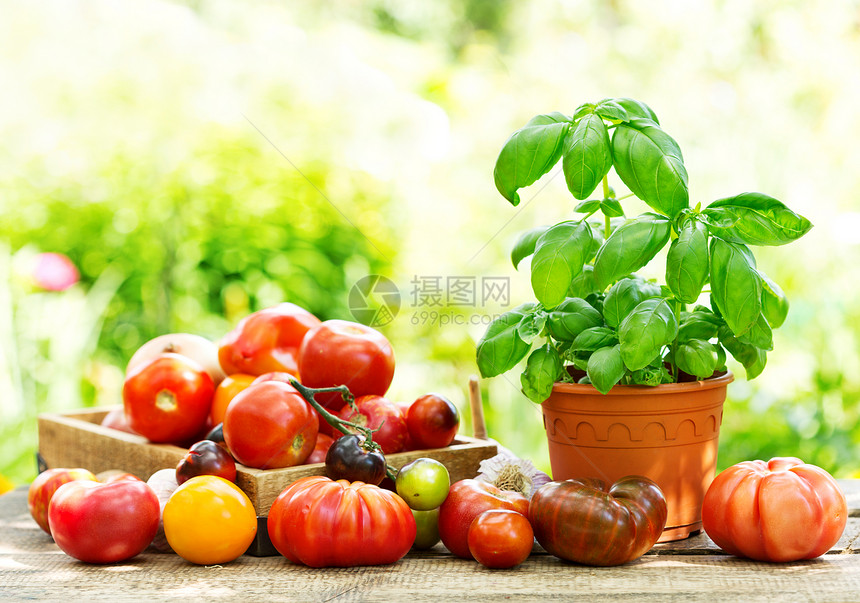 新鲜西红柿绿色罗勒木桌图片