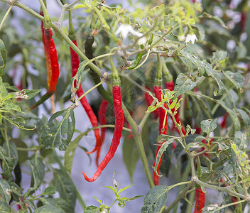 印度尼西亚菜园里生长着新鲜的红色辣椒蔬菜高清图片素材