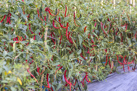 印度尼西亚菜园里生长着新鲜的红色辣椒调味品高清图片素材