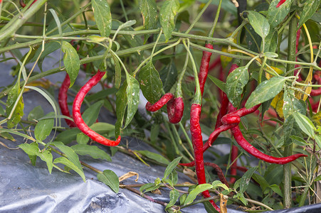 印度尼西亚菜园里生长着新鲜的红色辣椒丰富多彩的高清图片素材