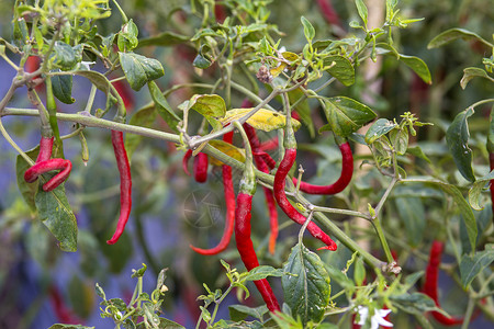 印度尼西亚菜园里生长着新鲜的红色辣椒健康的高清图片素材