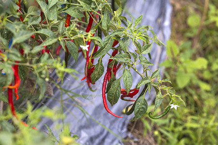 印度尼西亚菜园里生长着新鲜的红色辣椒农业高清图片素材