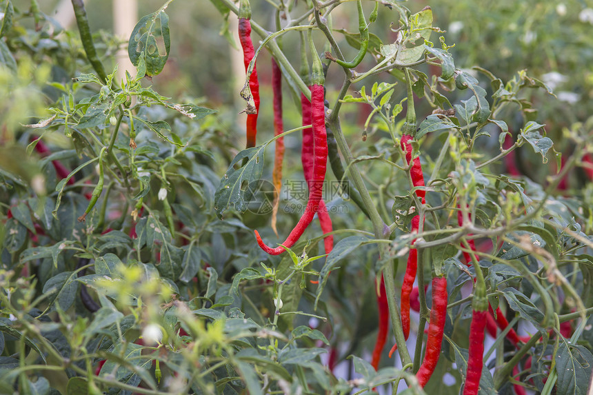 印度尼西亚菜园里生长着新鲜的红色辣椒图片