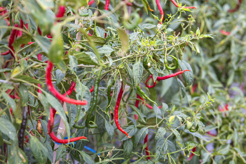 印度尼西亚菜园里生长着新鲜的红色辣椒图片