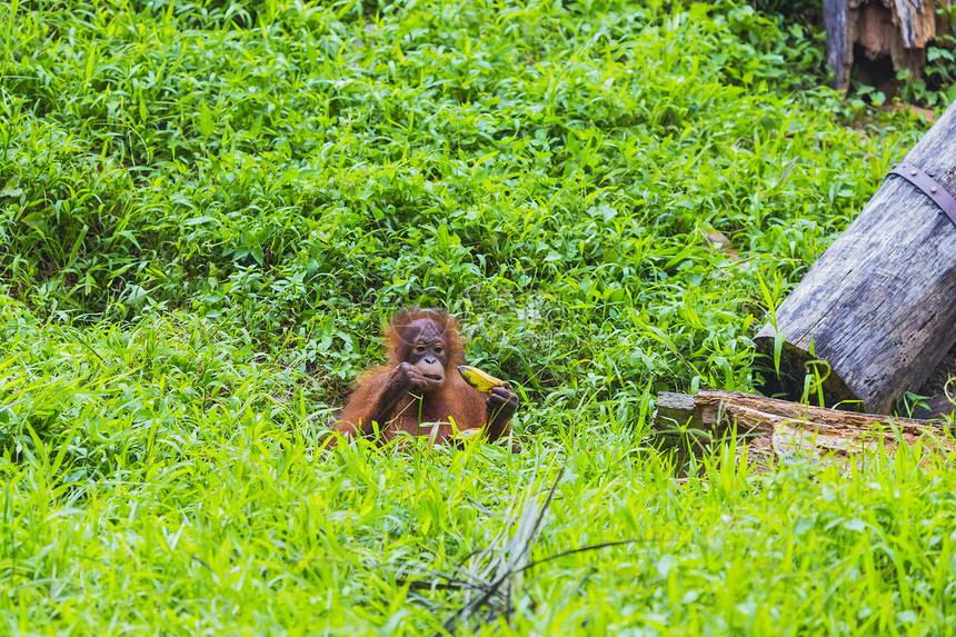 小猩猩树上摆婆罗洲,印度尼西亚图片