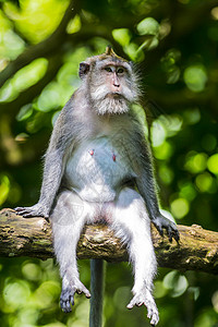 长尾缝叶莺猴子神的猴子森林,乌布,巴厘岛,印度尼西亚背景