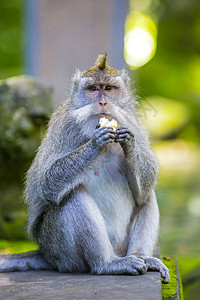 长尾缝叶莺猴子神的猴子森林,乌布,巴厘岛,印度尼西亚背景