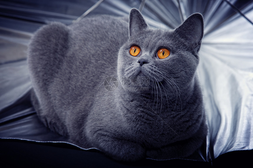 轻漂亮的灰色英国猫躺银伞里图片