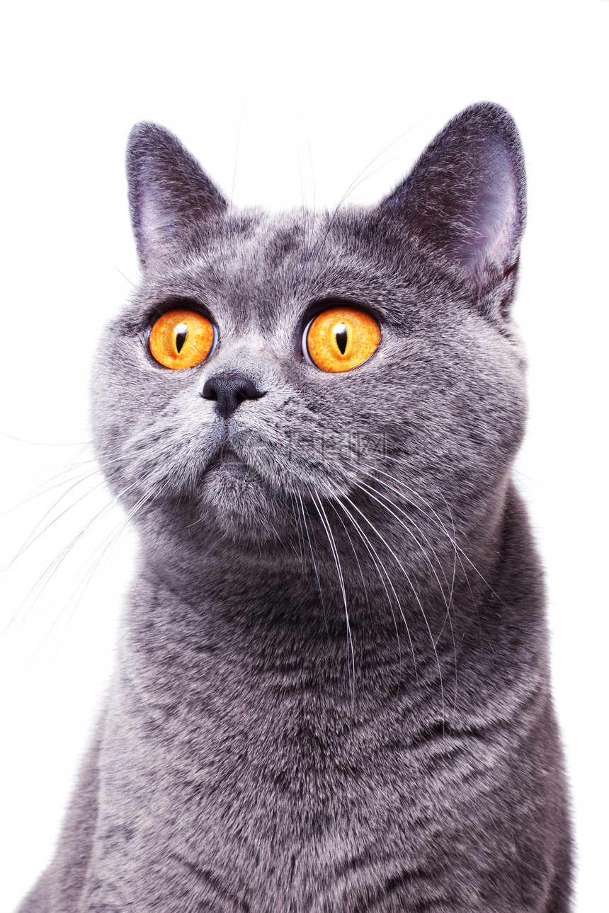 灰色短毛英国猫,明亮的黄色眼睛孤立白色的背景上图片
