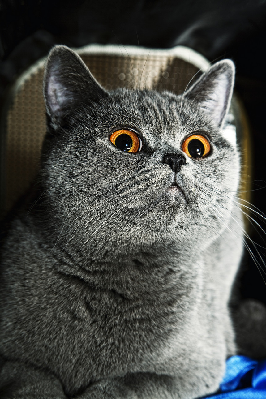 灰色英国猫的肖像特写图片