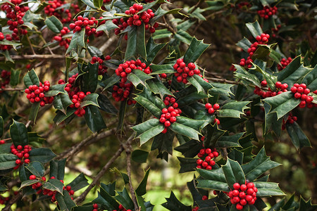 冬青灌木与鲜红的浆果背景图片