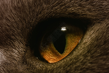 黄猫的眼睛极端观背景图片