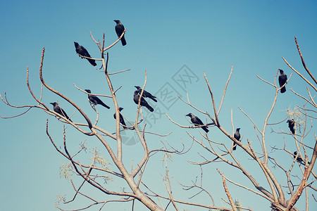 群乌鸦坐棵树顶着天空的光秃秃的树枝上背景图片