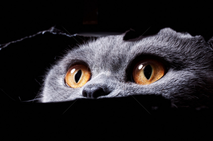 美丽的眼睛墙上的洞里窥视着猫图片