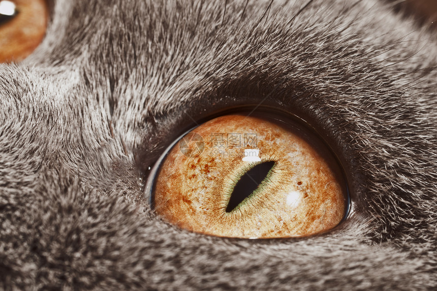 黄猫的眼睛图片