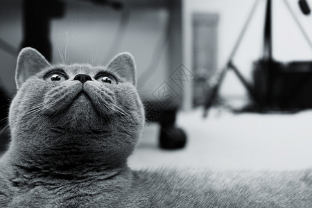 躺地板上的只轻的英国猫的肖像高清图片