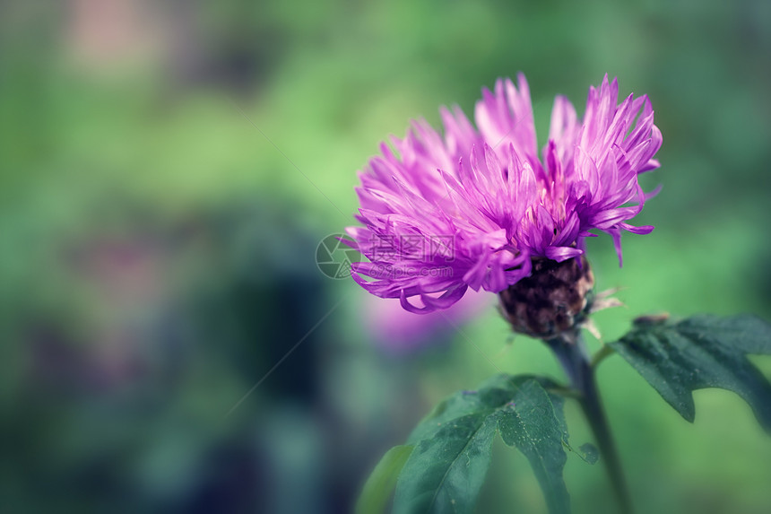 美丽的紫花牛蒡特写图片