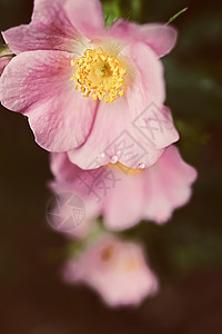 朵野生玫瑰的粉红色花朵靠近图片