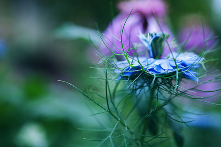 朵美丽的蓝色矢车菊图片