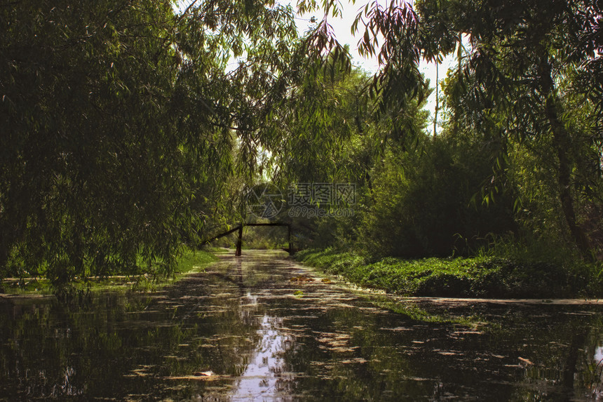 河岸上柳树的阴河图片