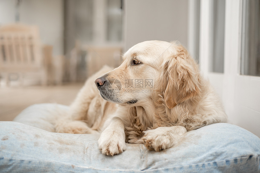 金毛猎犬玩了很多次后躺她的枕头上图片