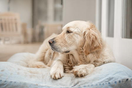 很多狗金毛猎犬玩了很多次后躺她的枕头上背景