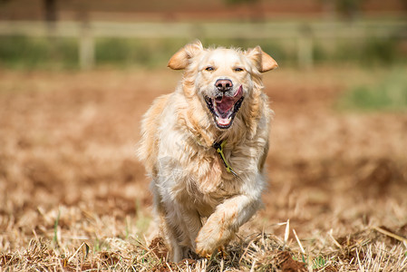 金毛猎犬全速穿过田野,尽情享受图片